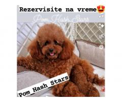 Teddy bear toy PUDLE – malene, prelepe