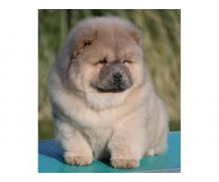 Chow Chow Cau Cau Čau Čau