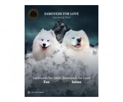 Samojed štenci i odrasli psi