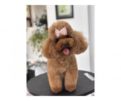 TOY crvene pudle Odgajivacnica Hopy queen poodle