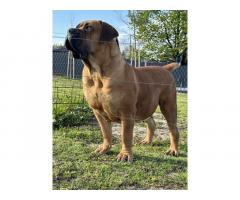 Južnoafrički mastif - Boerboel štenci