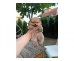 Pomeranac Top zenka