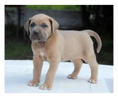 Cane Corso štenci