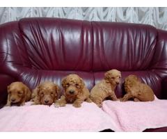 Maltipoo stenci