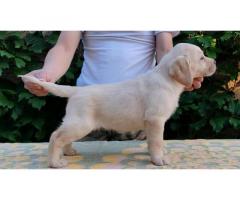 Štenci LABRADOR retrivera