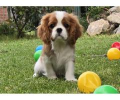 Cavalir king Charles spaniel štene vrhunskog kvaliteta