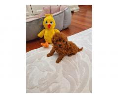 TOY PUDLE