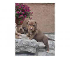 American Bully XL, Američki Buli štenci