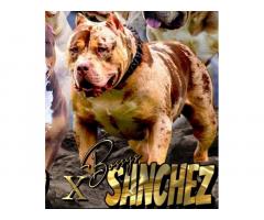 American Bully XL, Američki Buli štenci