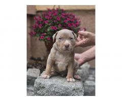 American Bully XL, Američki Buli štenci