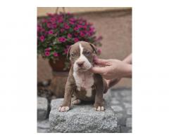 American Bully XL, Američki Buli štenci