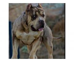 American Bully XL, Američki Buli štenci