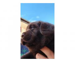 Čokoladni  štenci labrador retrivera