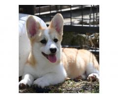 Velski korgi/Welsh Corgi Pembroke
