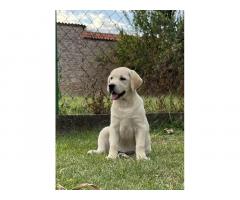 Labrador retriver ženkice