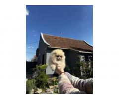 Pomeranac BOO medvedići, Pomeranski Špic štenci