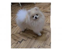 Pomeranac, prelepi Boo štenci