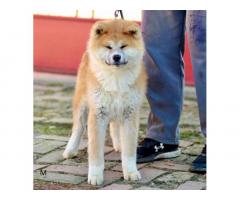 Akita Inu