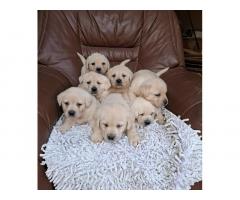 Labrador retriver štenci bele boje