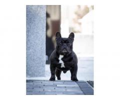 Francuski buldog stenci