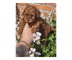 Teddy bear toy PUDLE