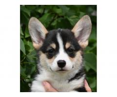 Velski korgi Welsh Corgi Pembroke