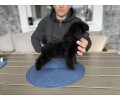Toy Pudla prelepo muško štene