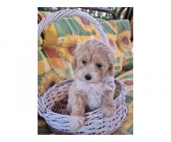 Dostupni za preuzimanje MALTIPOO