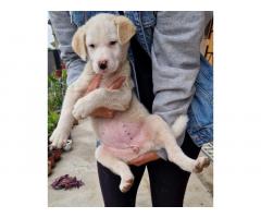 Mešanac labradora, žensko štene na poklon
