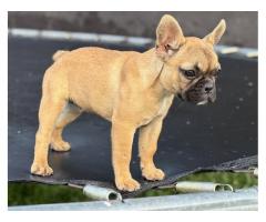 Francuski buldog