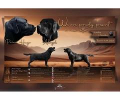 Na prodaju stenci Labrador retriver
