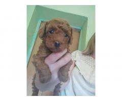 Crvena toy pudla