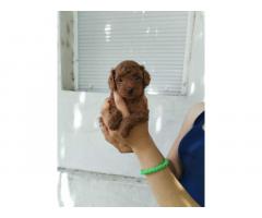 Crvena toy pudla