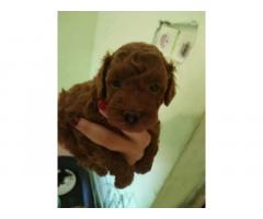 Crvena toy pudla
