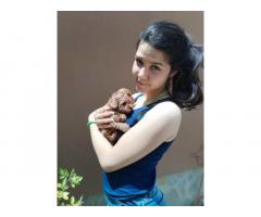 Crvena toy pudla
