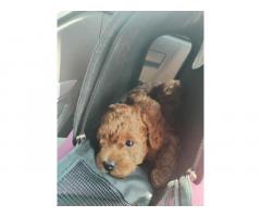 Crvena toy pudla