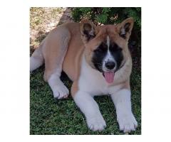 Američka Akita, žensko štene