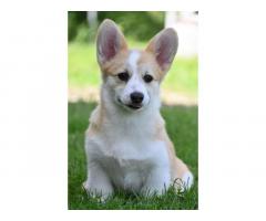 Velski korgi/Welsh Corgi Pembroke