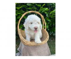 Stenci rase Lagotto Romagnolo, stari 2 mes