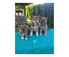 Shiba inu (šiba inu) štenci 