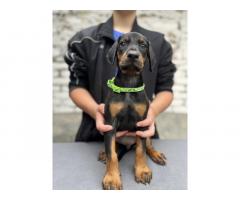Prodaju se prelepi štenci dobermana, starosti 2 meseca