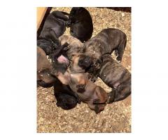 Južnoafrički mastif - Boerboel štenci
