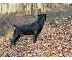 Južnoafrički mastif - Boerboel štenci