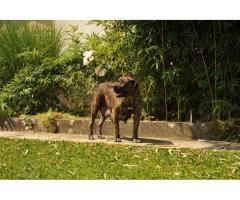Južnoafrički mastif - Boerboel štenci