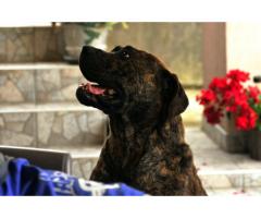 Južnoafrički mastif - Boerboel štenci