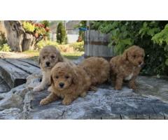 Maltipoo štenci