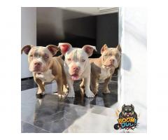 American bully, ženski štenci