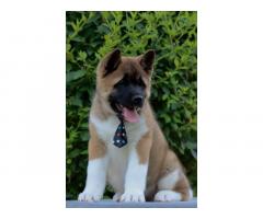 Americka Akita stenci