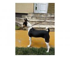 Prelepi BASENJI štenci