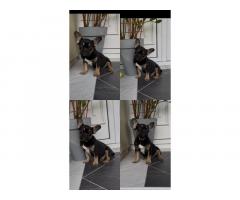 Francuski Buldog black & tan musko stene